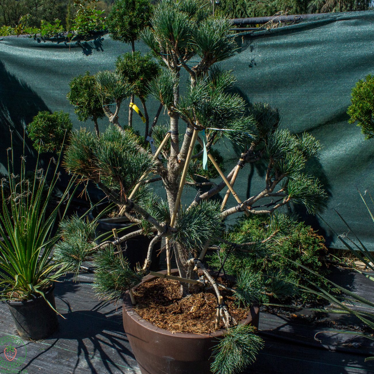 Obrázok Borovica limbová (Pinus cembra) ´GLAUCA´ - výška 100-120 cm, kont. C90L - BONSAJ (-34°C)